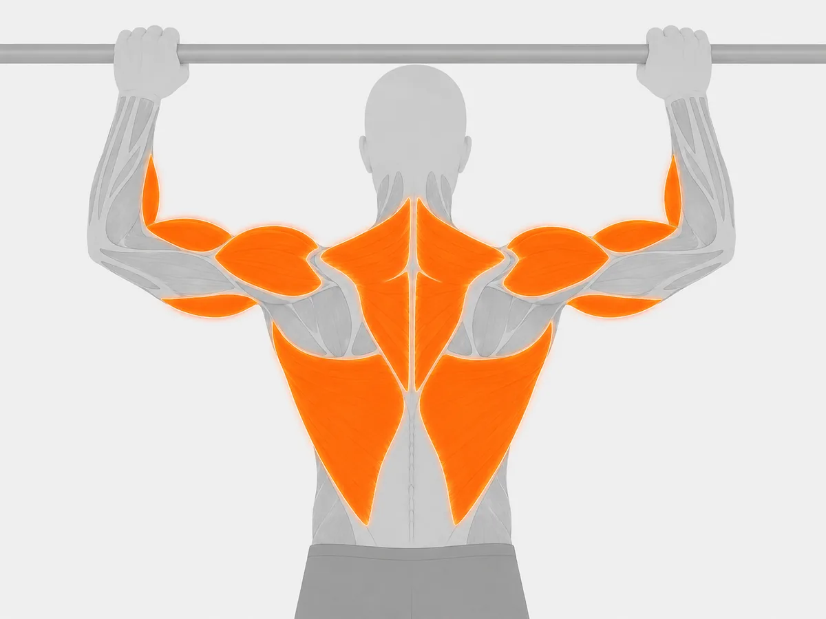 Muscoli coinvolti — Lat Machine & Pulley