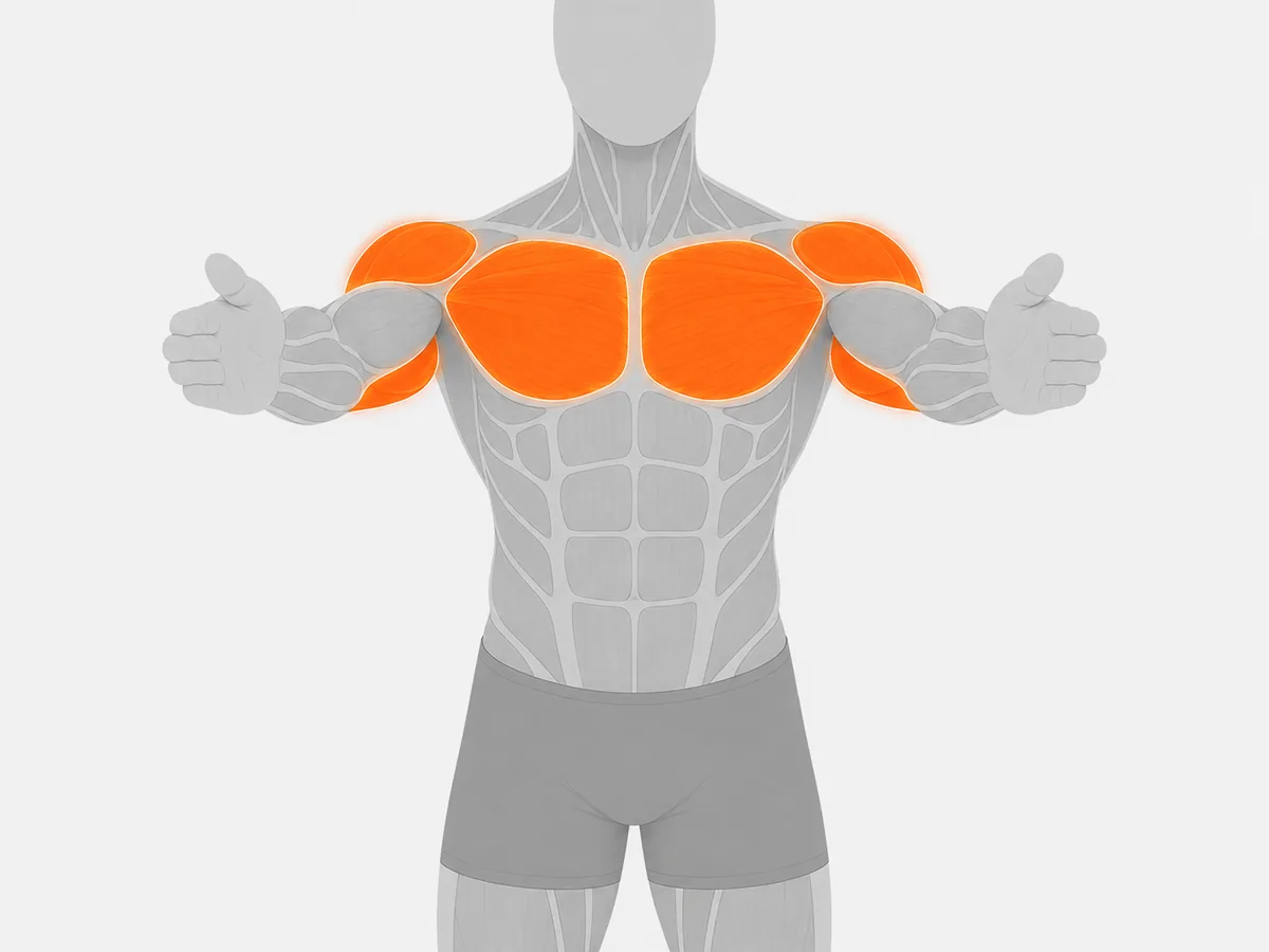 Muscoli coinvolti — Chest Press