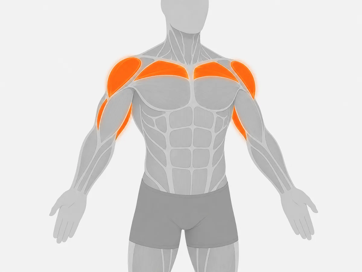 Muscoli coinvolti — Inclined Multi Press