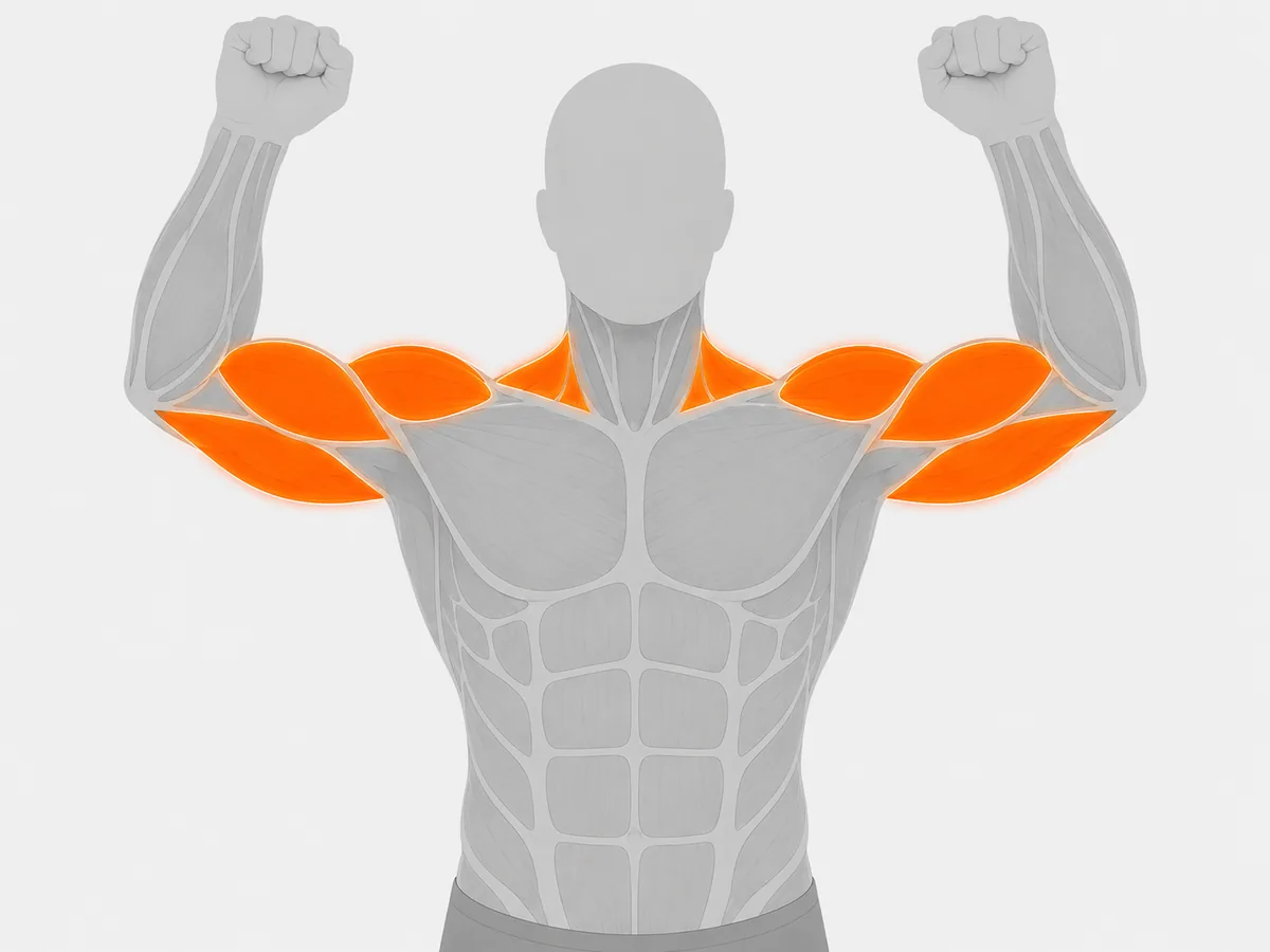 Muscoli coinvolti — Shoulder Press